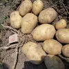 семенной картофель Манифест, Скарб в Андреаполе 3