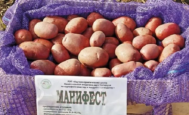 семенной картофель Манифест, Скарб в Андреаполе