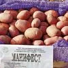 семенной картофель Манифест, Скарб в Андреаполе