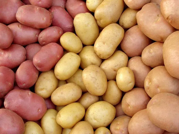 картофель семенной (современные сорта) в Твери