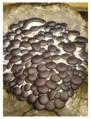 мицелий грибов оптом в Кимрах